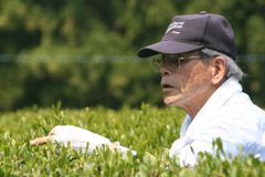 川添茶摘み