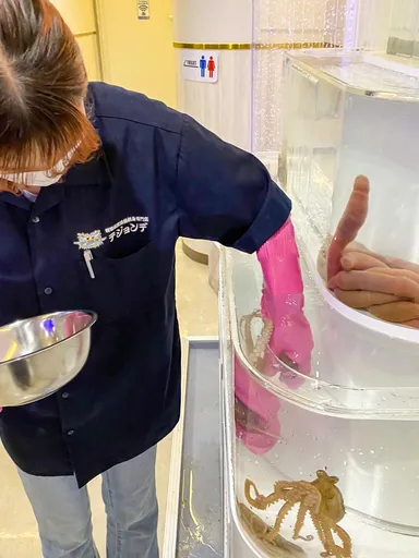 サンナッチの掴み取り