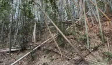 放置された竹林