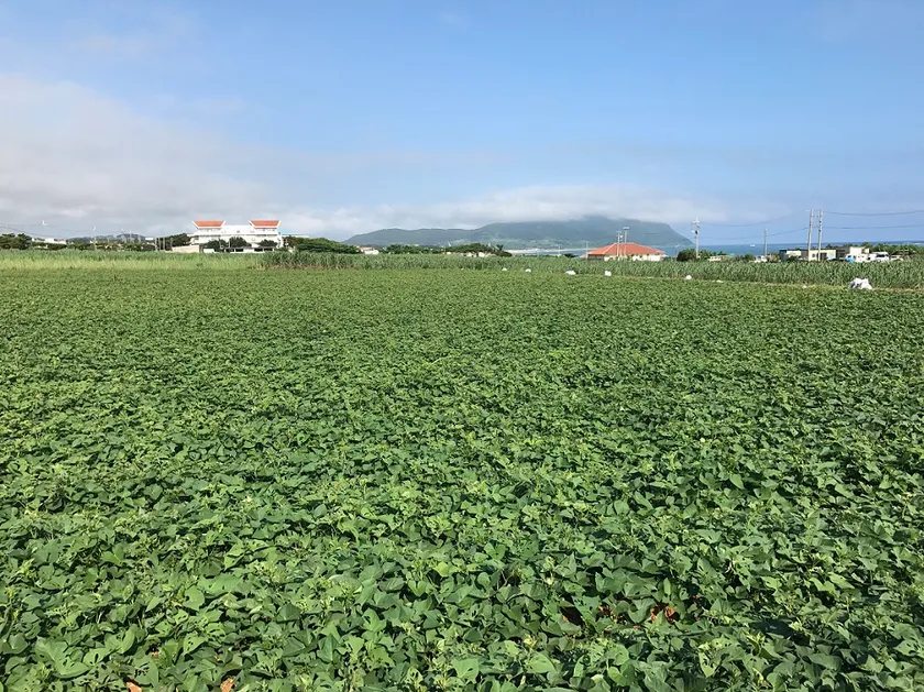 久米島の紅芋畑風景