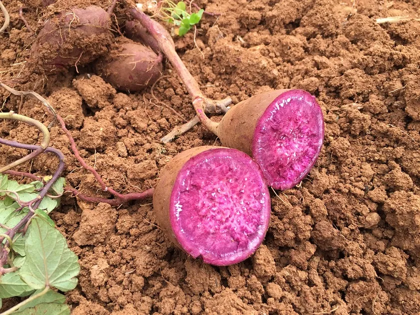 久米島産紅芋の写真
