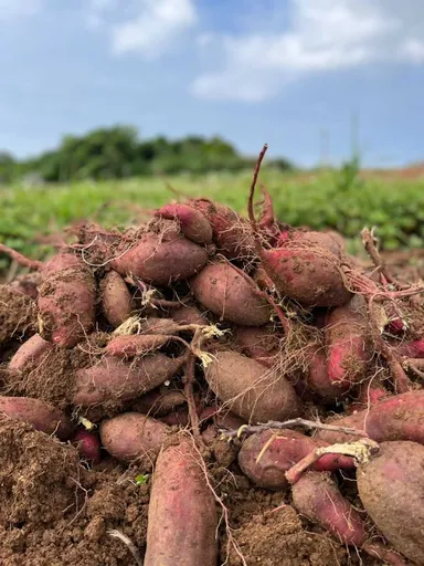 久米島産紅芋の写真