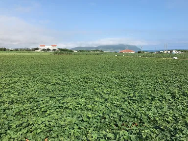 久米島の紅芋畑風景