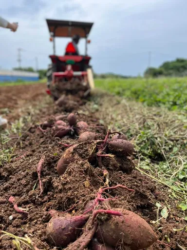 紅芋の収穫風景