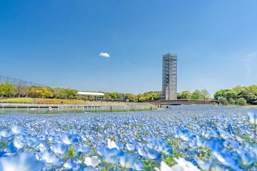 4月中旬ごろ見頃予定のネモフィラ