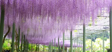 4月下旬ごろ見頃予定の藤