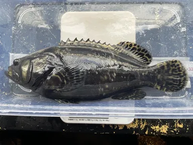 養殖しているタマカイ