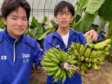 IoTハウスでバナナ収穫