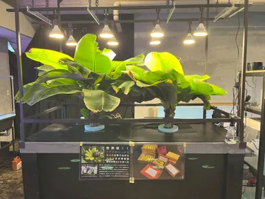 バナナ水耕栽培装置