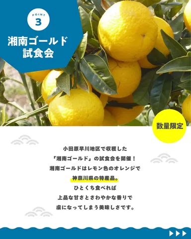 湘南ゴールド試食会