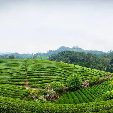 中国 福建省 茶畑