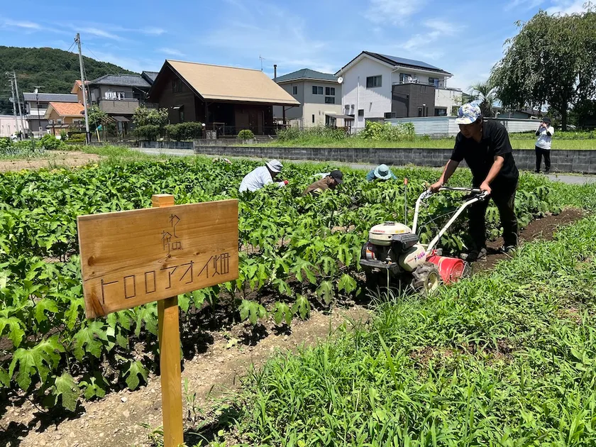 わしのねりプロジェクトで栽培