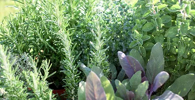 メディカルハーブイメージ