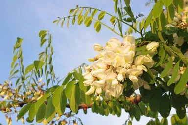 エイジングケアに「ケルセフィット(R)」