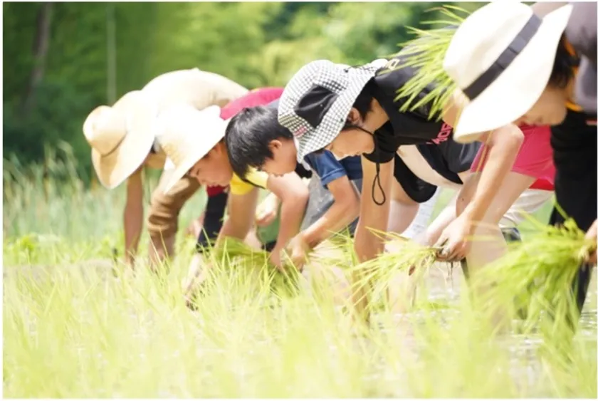 スコレーでの田植え