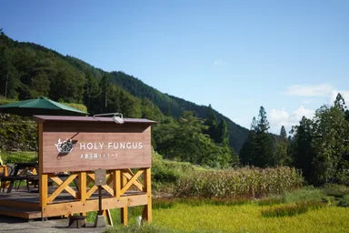 善玉菌が豊富にすむホーリーファンガス