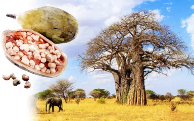 バオバブの木と実