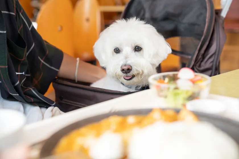 レストランやカフェでは一緒にランチも楽しめる