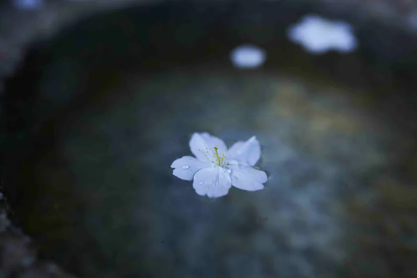 仁和寺イベント