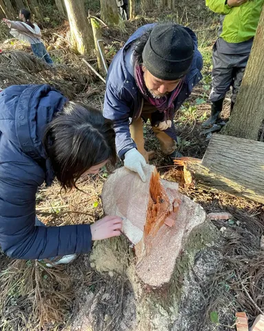 仁和寺の裏山の木を伐採する活動