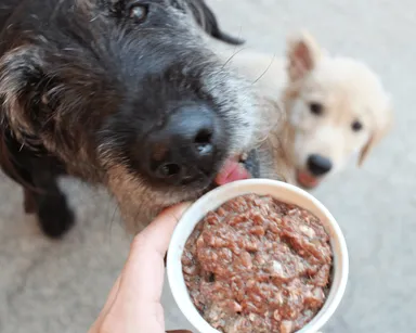 愛犬ラブラと作り上げたHUGBOX