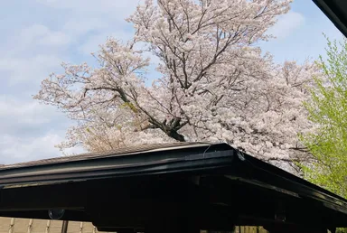 お風呂につかりながらお花見