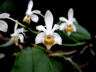 本邦初公開！！マリポエンシス