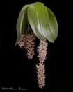 Elephant ears orchid(象耳蘭)の異名を持つ ギガンテア