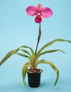 昨年の日本大賞花「フラグミペディウム属 コバチー‘セカンド スマイル’」