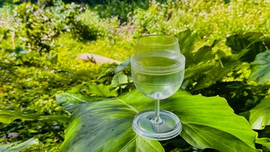 大きい葉の上に75gのグラスを置いている画像