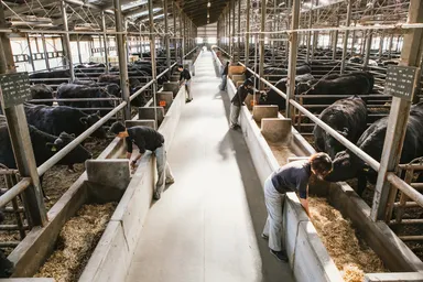 県内最大の黒毛和牛専門牧場と提携