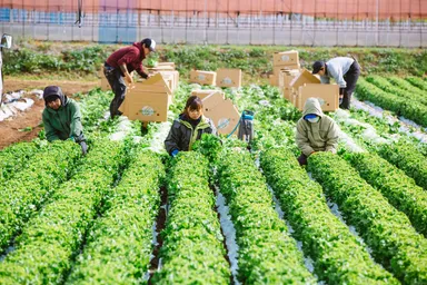 御代田町にある株式会社ベジアーツさんの野菜がサラダに