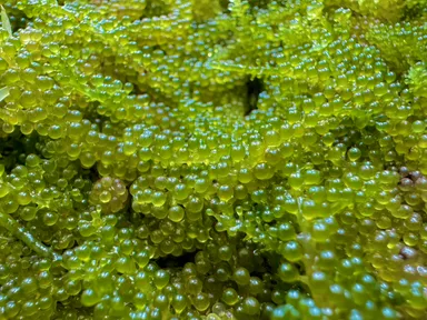 岩渕薬品株式会社内のコンテナで収穫された海ぶどう