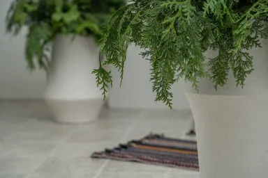 東京のヒノキの枝を直営サロンにて展示