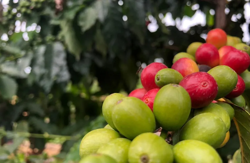 シングルオリジン