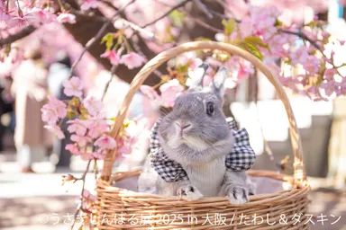 うさぎしんぼる 展示作品2