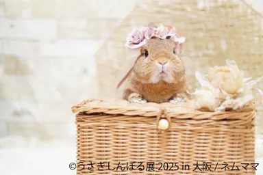 うさぎしんぼる 展示作品3