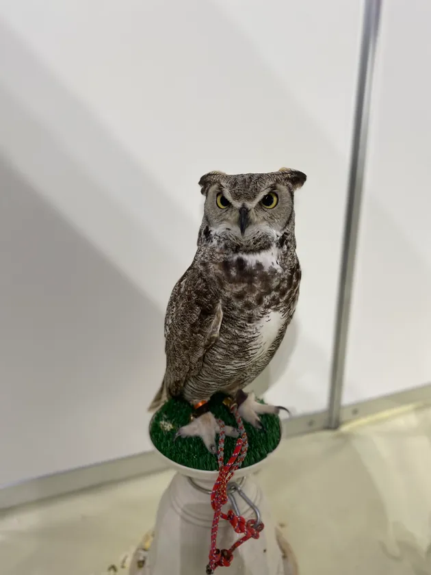 フクロウカフェ