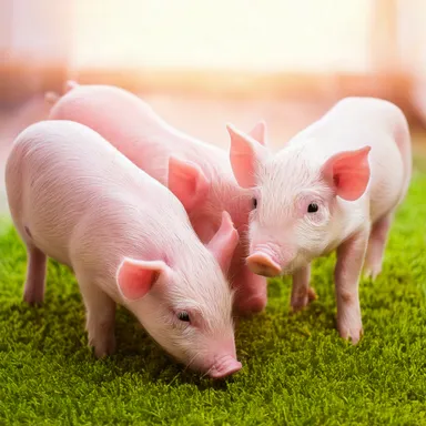 ぶたさんふれあいコーナー