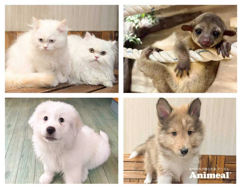 新しく仲間入りをする赤ちゃんたち