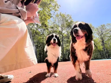 カフェ等利用者はドッグラン無料