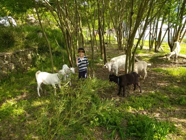 ヤギさん除草とふれあい