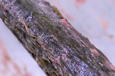 北海道産昆布と紀州梅(2)