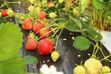 最盛期の糸島産あまおう
