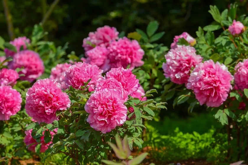 4月は牡丹がリレー形式で咲きます