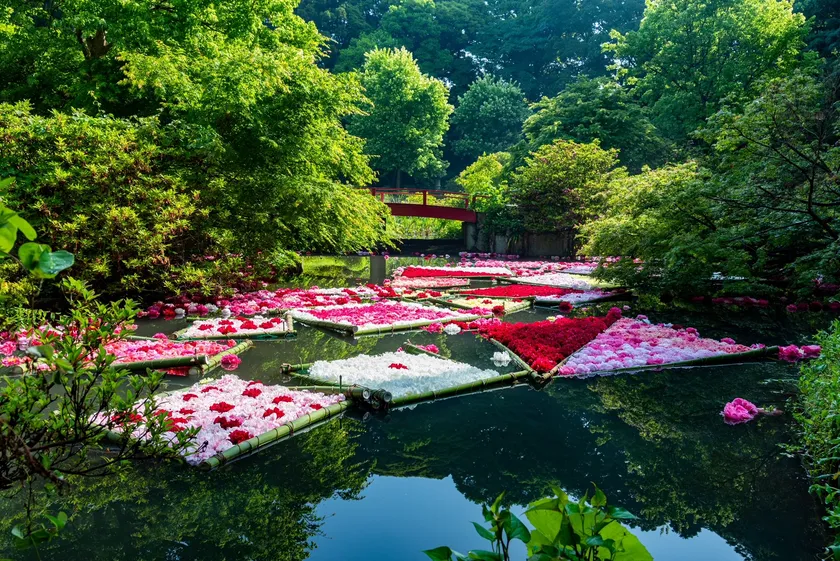 4月末〜5月の週末に実施される芍薬の花筏。実施スケジュールは公式SNS等にて告知されます