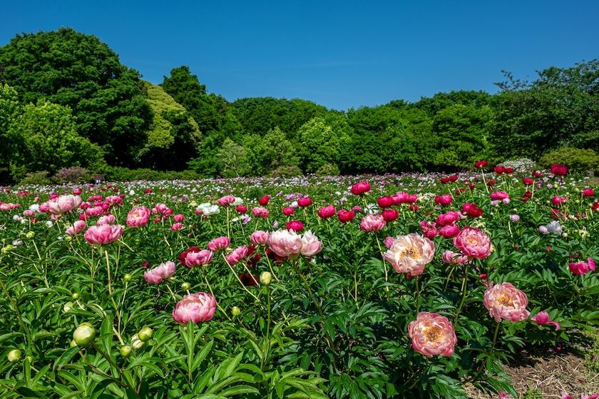 世界最大級の牡丹・芍薬庭園“奇跡のエシカルガーデン” 「つくば