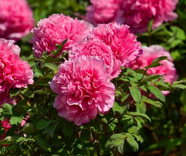 貴重な株の牡丹「福雲(ふくぐも)」