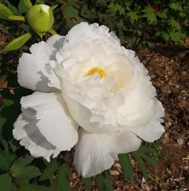 牡丹「連鶴(れんかく)」