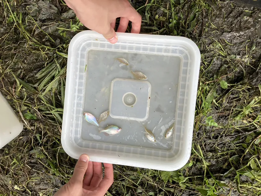 ニッポンパラタナゴ(捕獲個体)